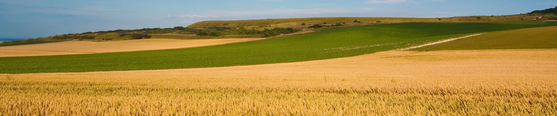 Header Image