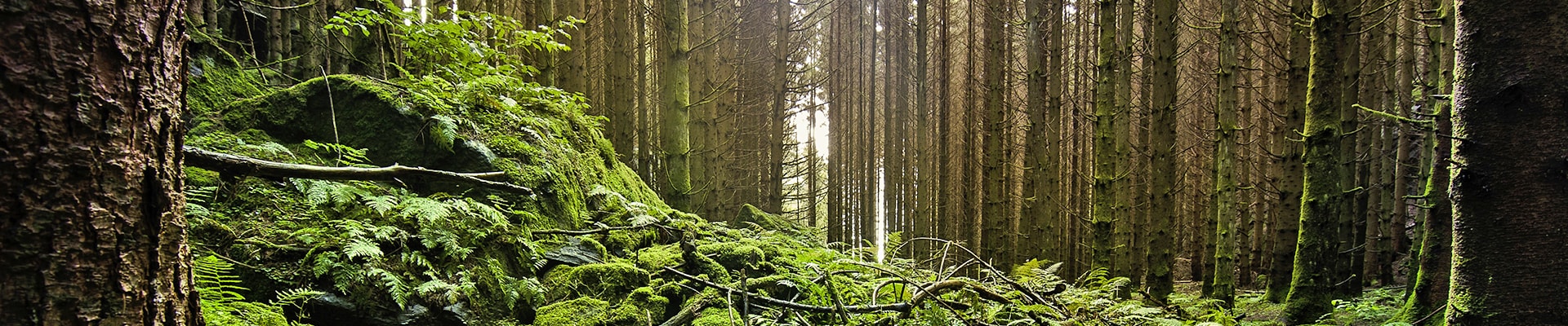 Header Image