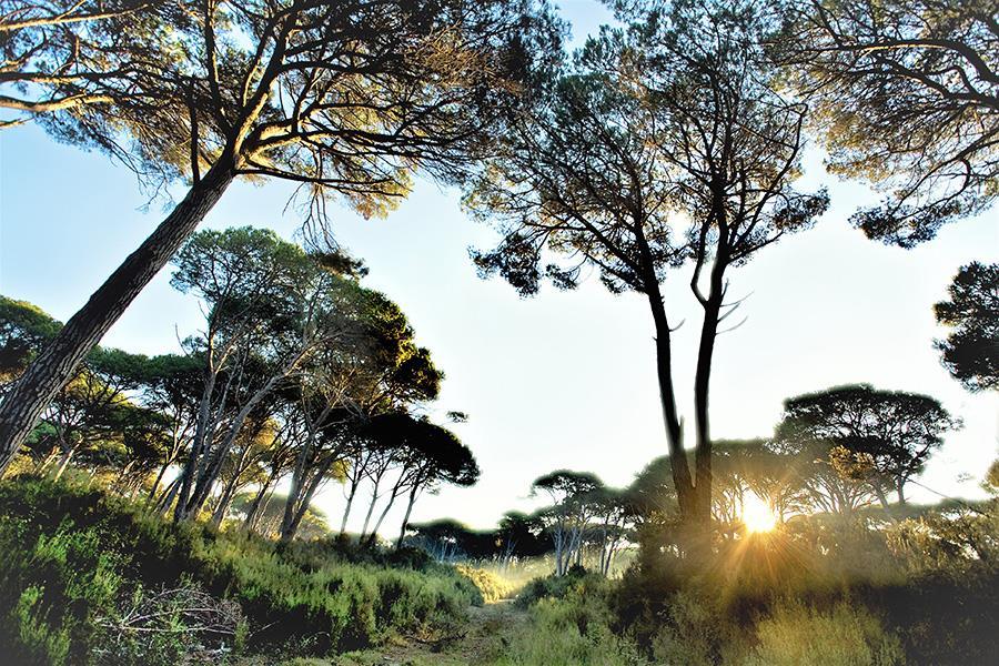 Bosco Verde Camping