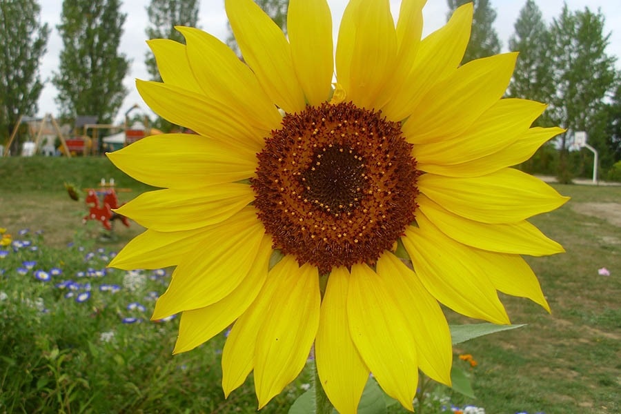 Camping Le Camp de Florence