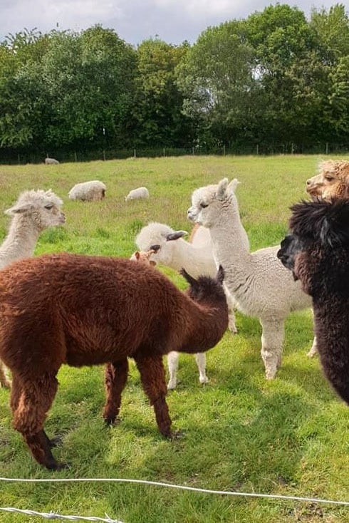 Lower Lacon Caravan Park