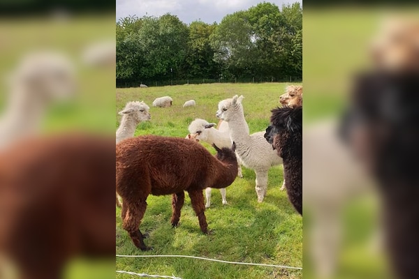 Lower Lacon Caravan Park
