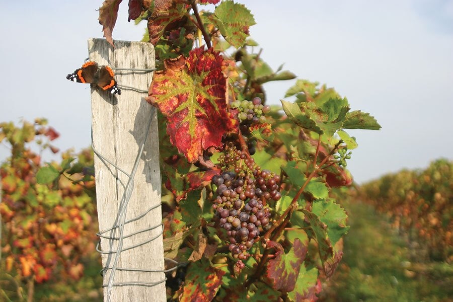 Camping Au Coeur de Vendôme