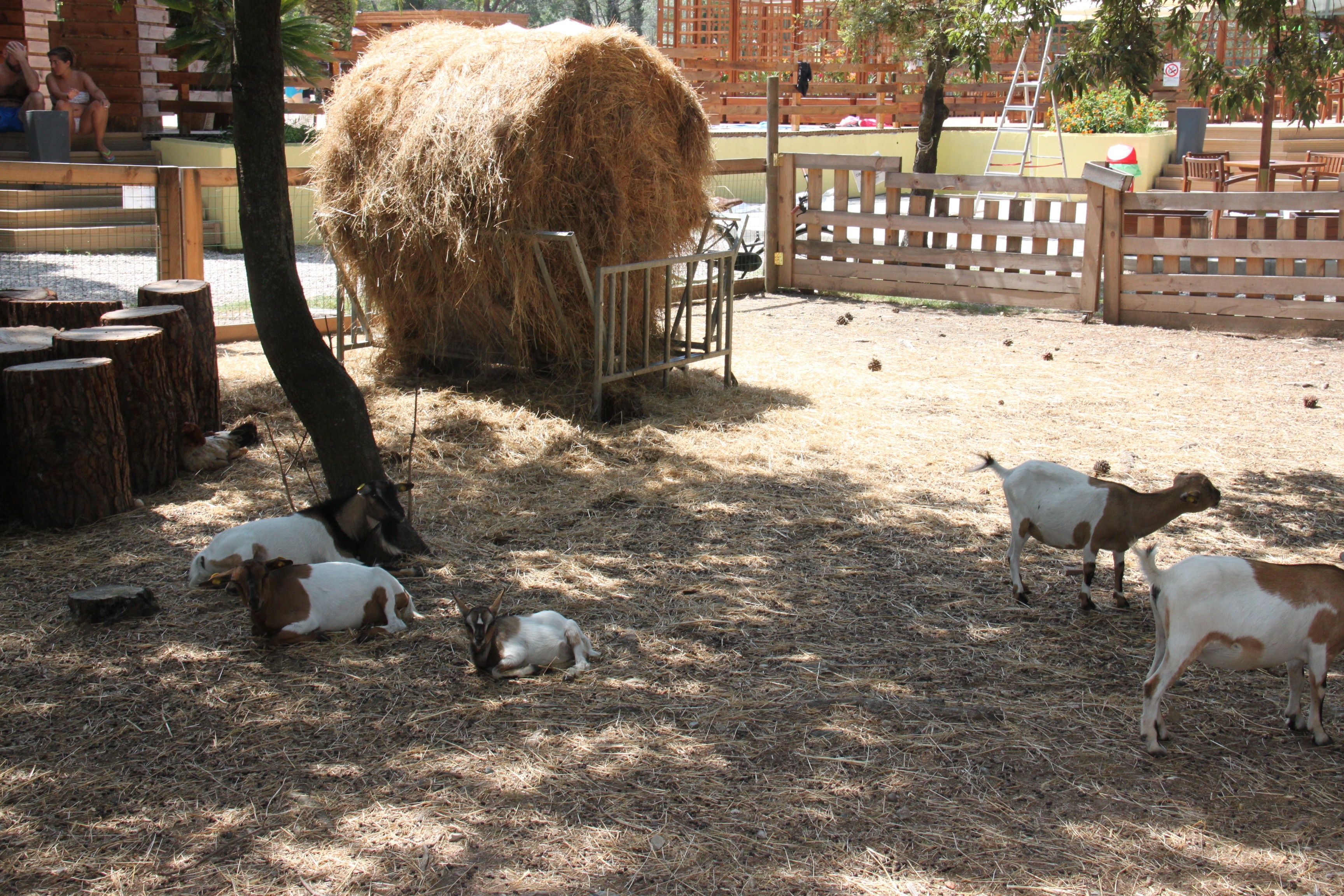 Capfun Campo dei Fiori