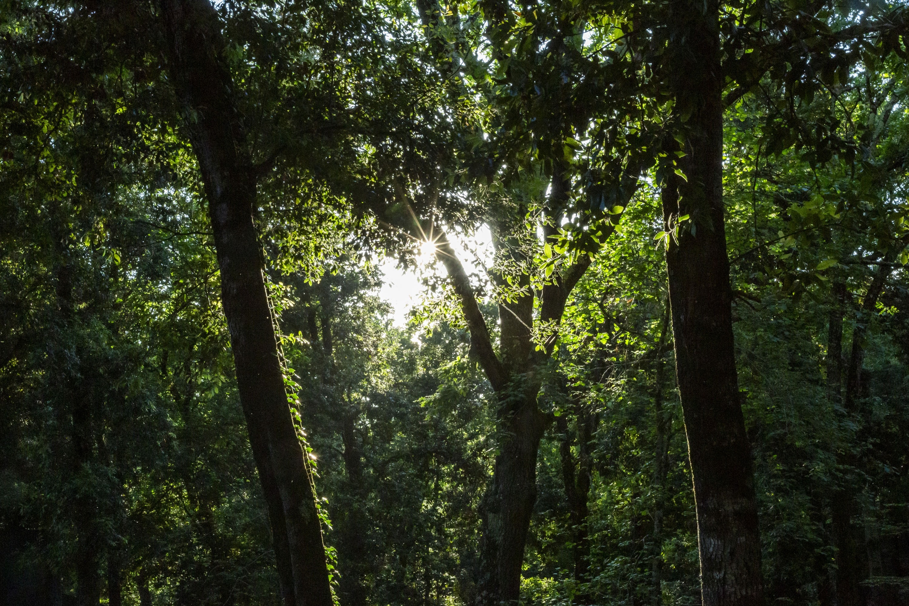 hu Montescudaio Village