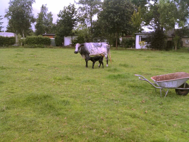 Camping de Bocht