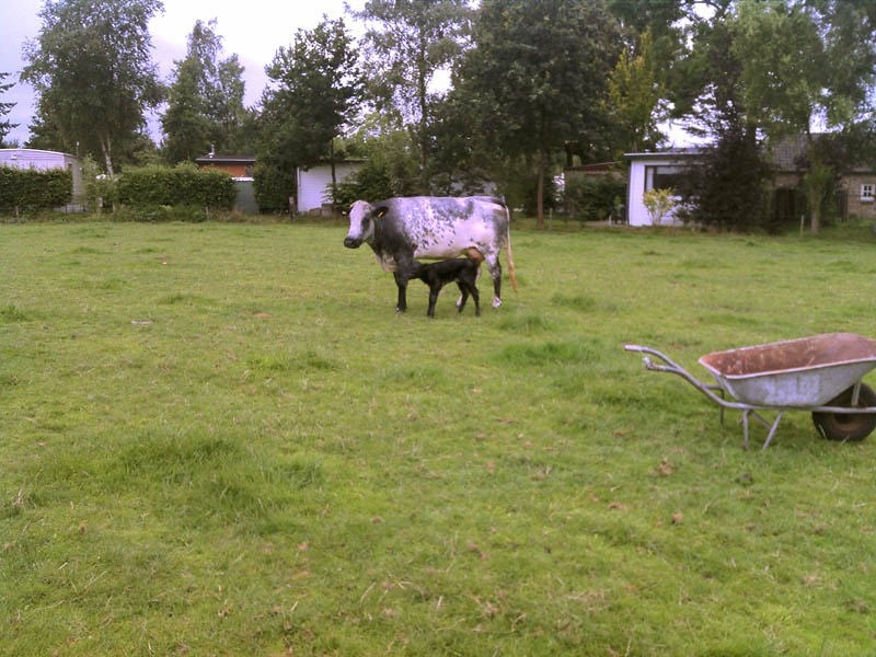 Camping de Bocht