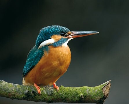 Camping De Wildhoeve