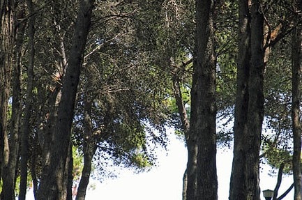 Camping-Village Pineta di Sibari