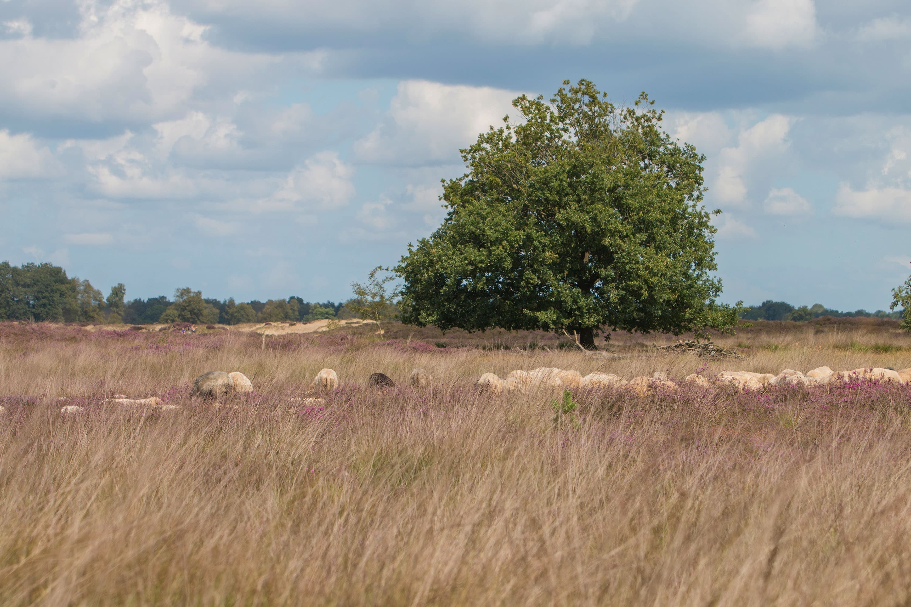 Camping Roeloomskamp