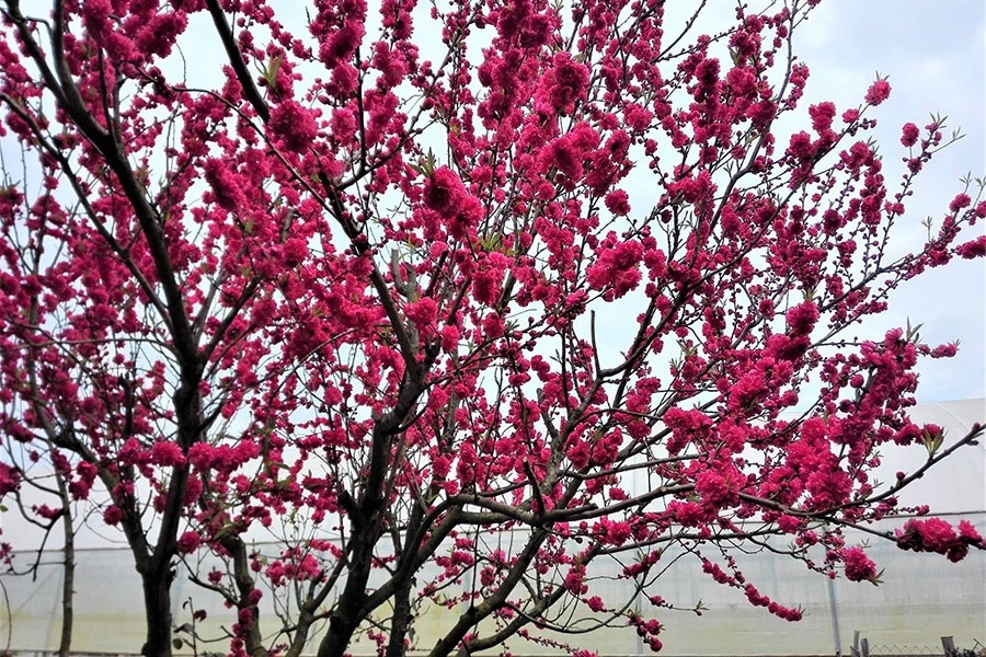 Agricampeggio Da Scarpa