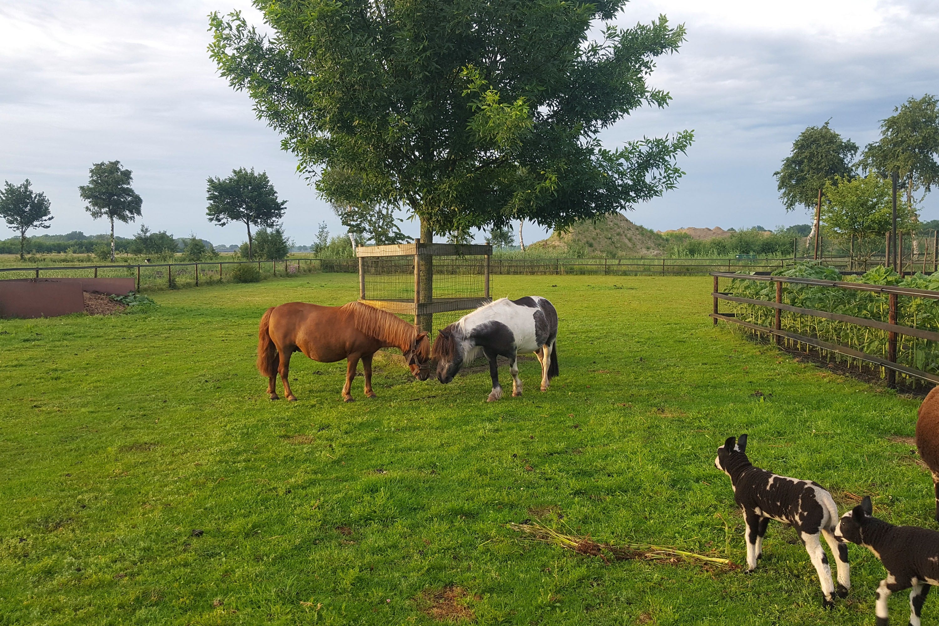 Camping De Somerweij