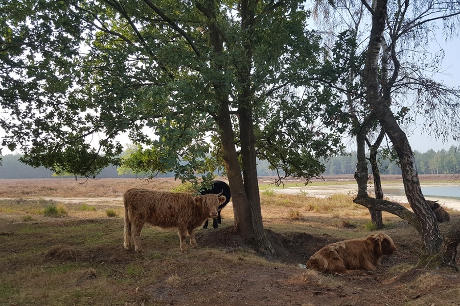 Camping De Somerweij