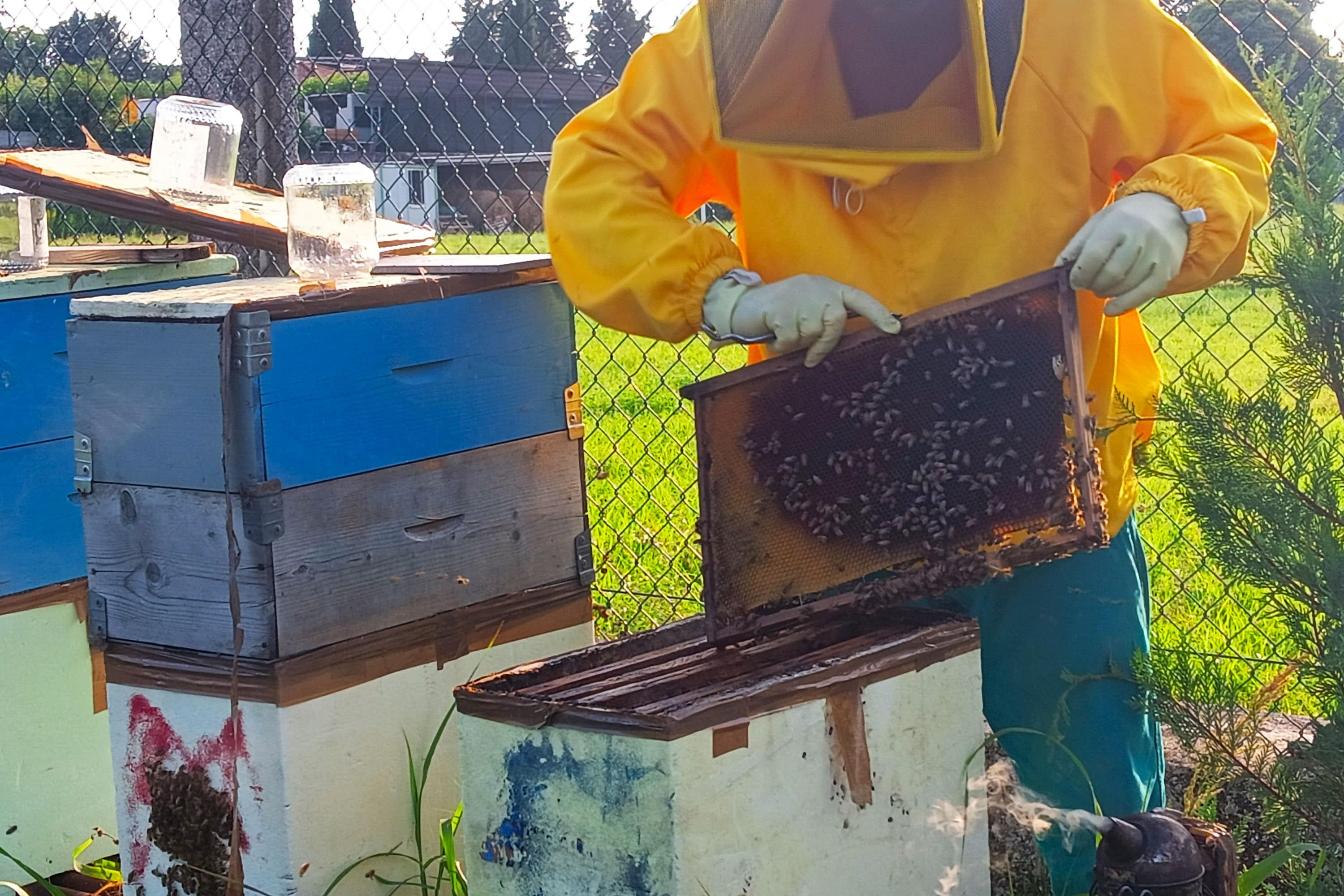 Agricampeggio Oro Verde