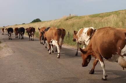 Camping Zeevangshoeve