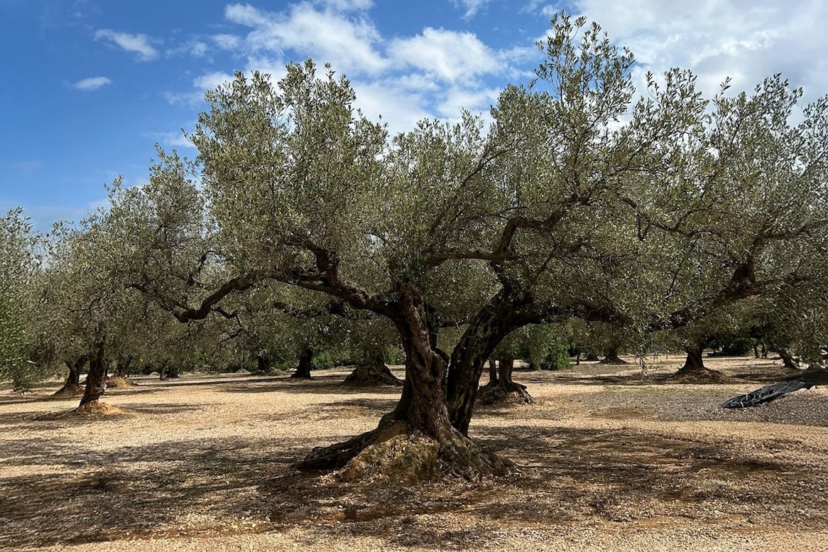 Camping Finca Ermita