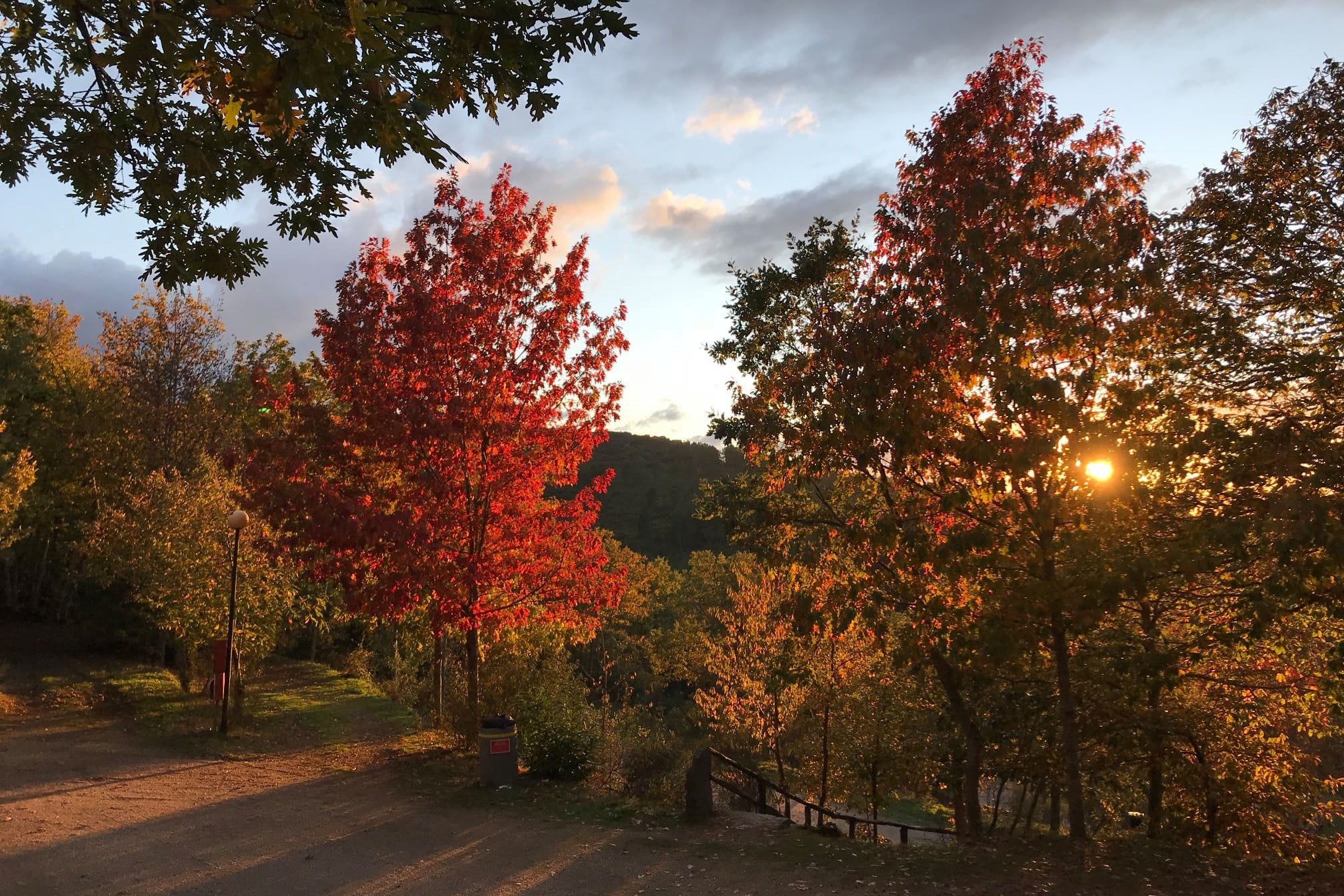 Cepo Verde