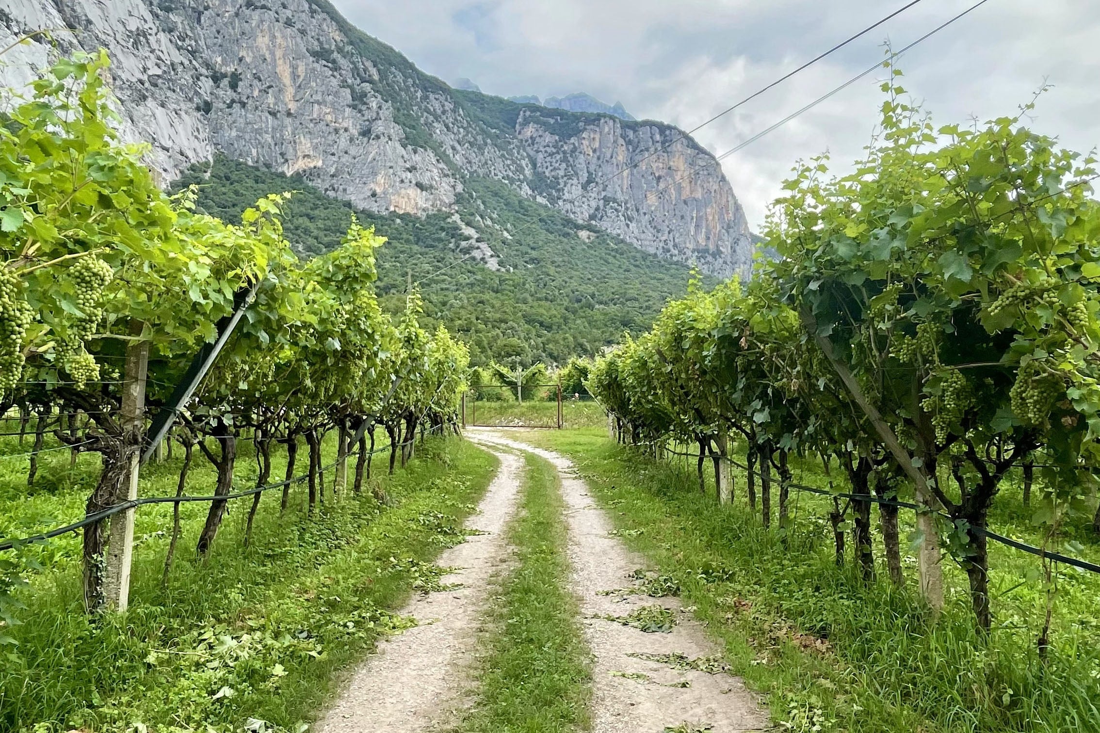 Agricampeggio Paolino