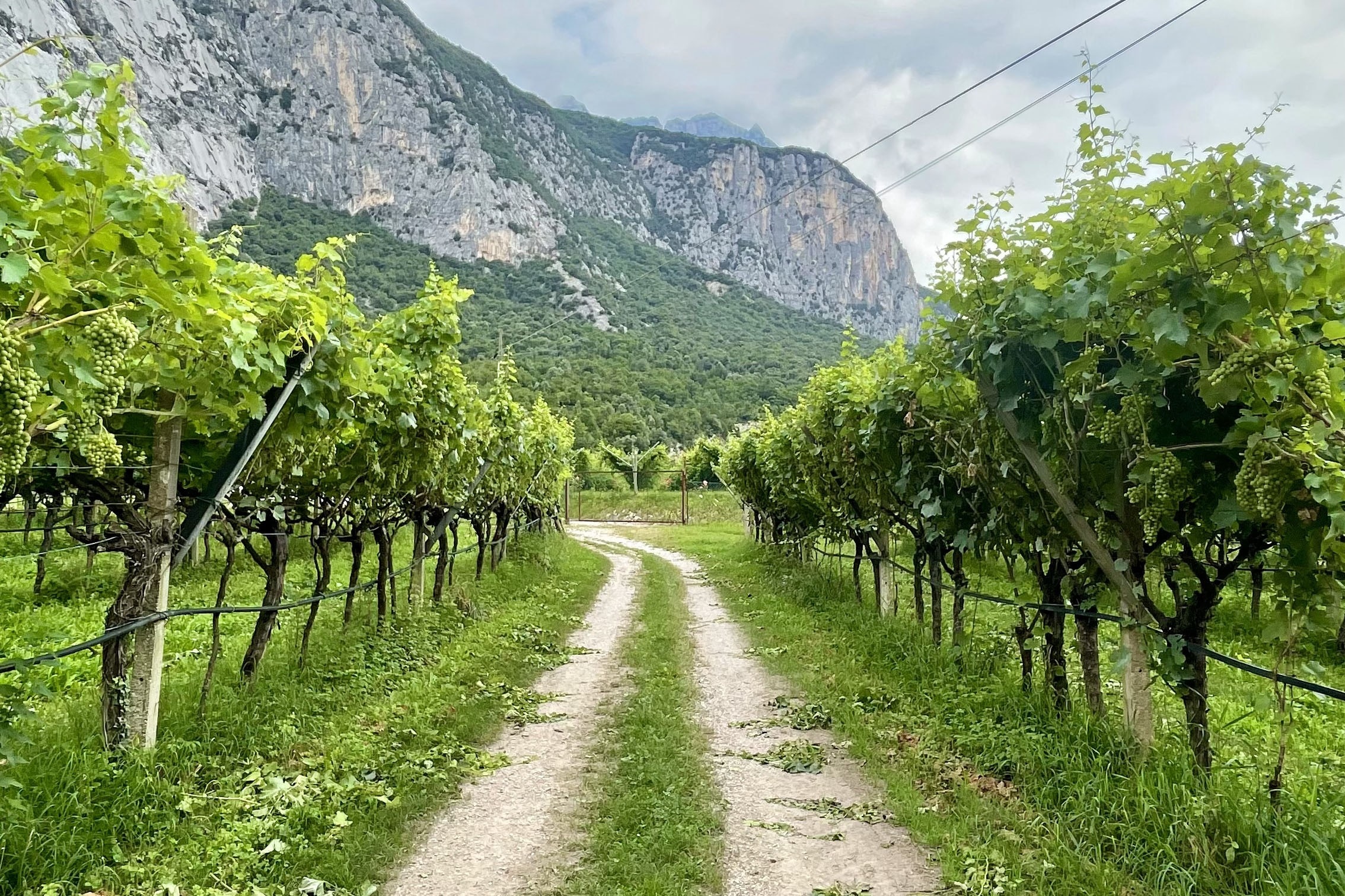 Agricampeggio Paolino