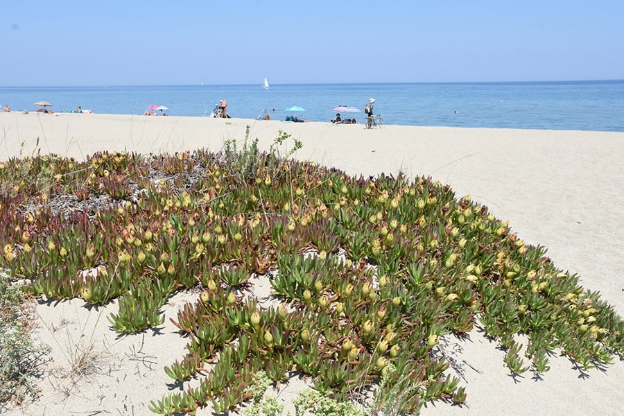 Camping Le Palais de la Mer