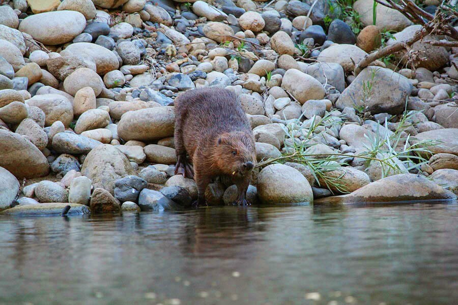 Flower Camping Le Plan d'Eau
