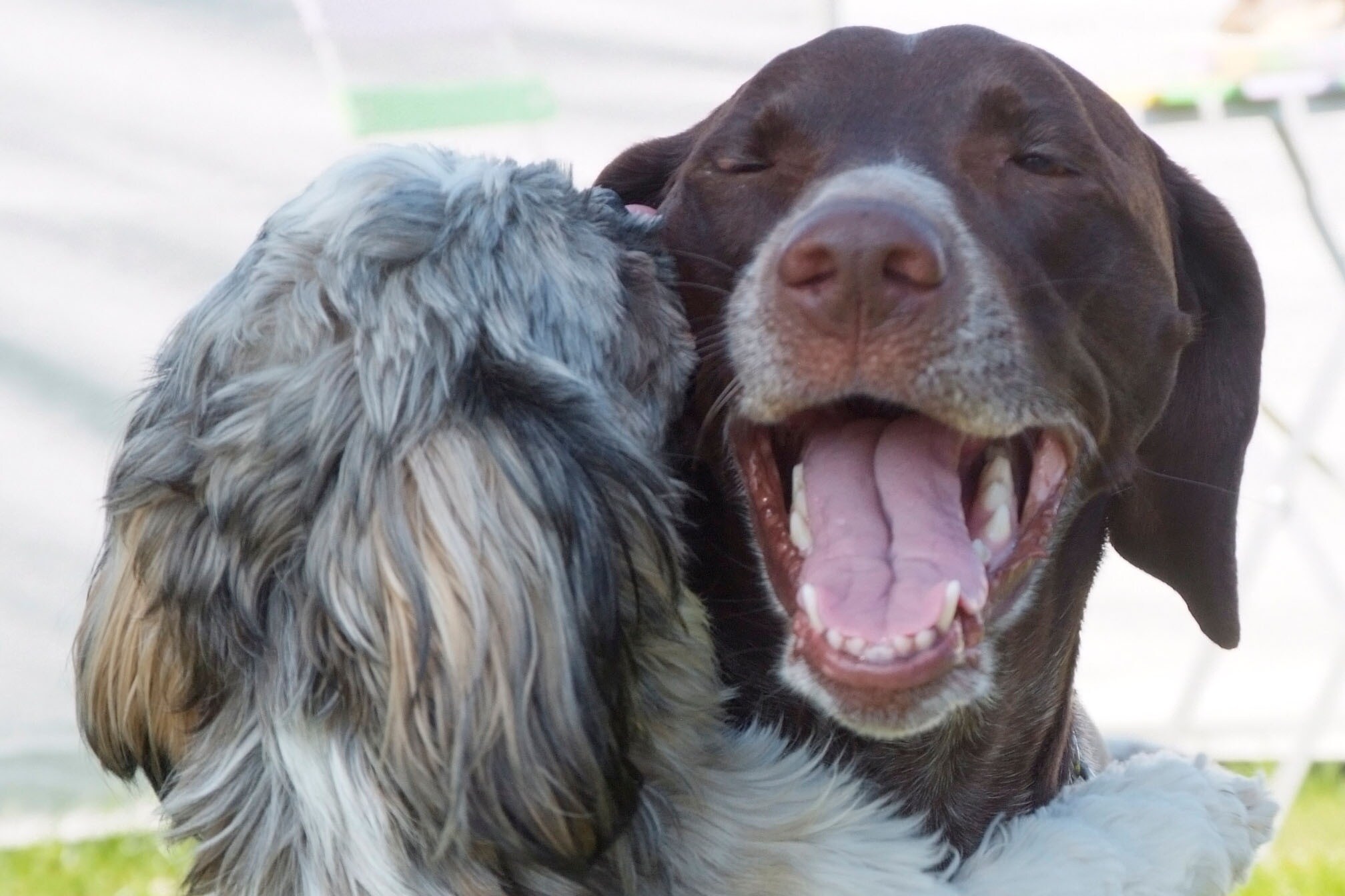 Rosenvold Strand Camping