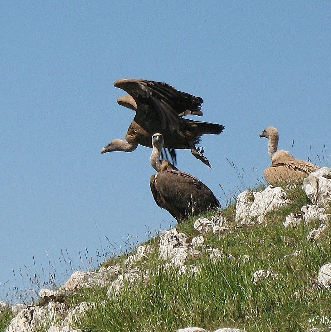 Camping du Pont d'Abense