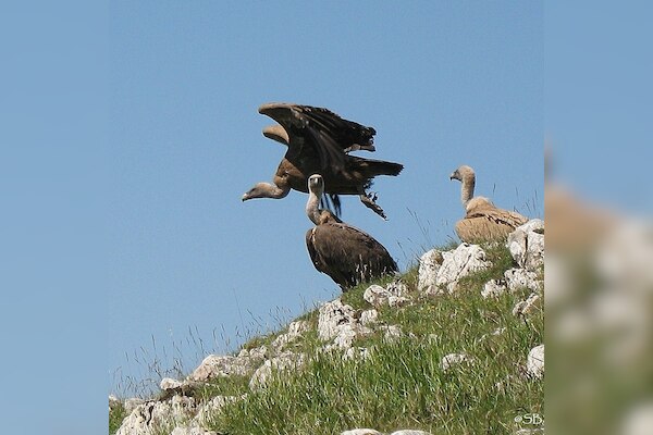 Camping du Pont d'Abense