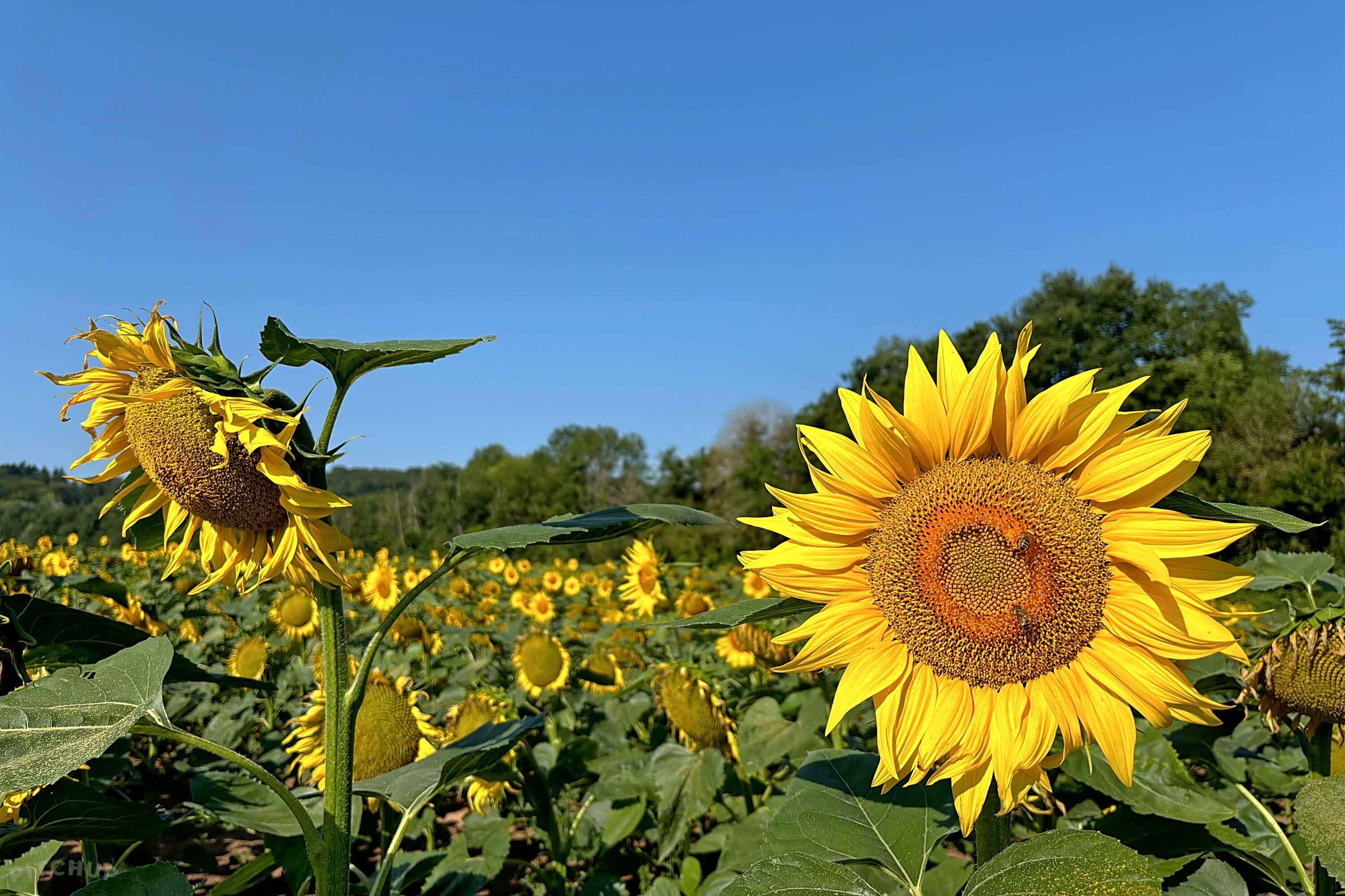 Camping La Croix du Bois Sacker