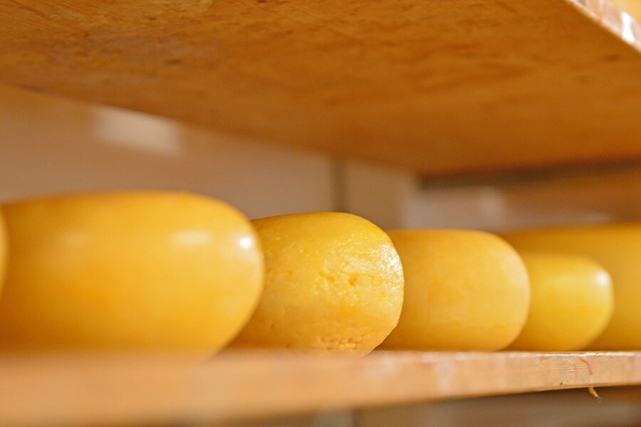 Minicamping Pitteperk