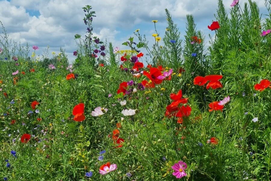 Natuurcamping Eversebergen