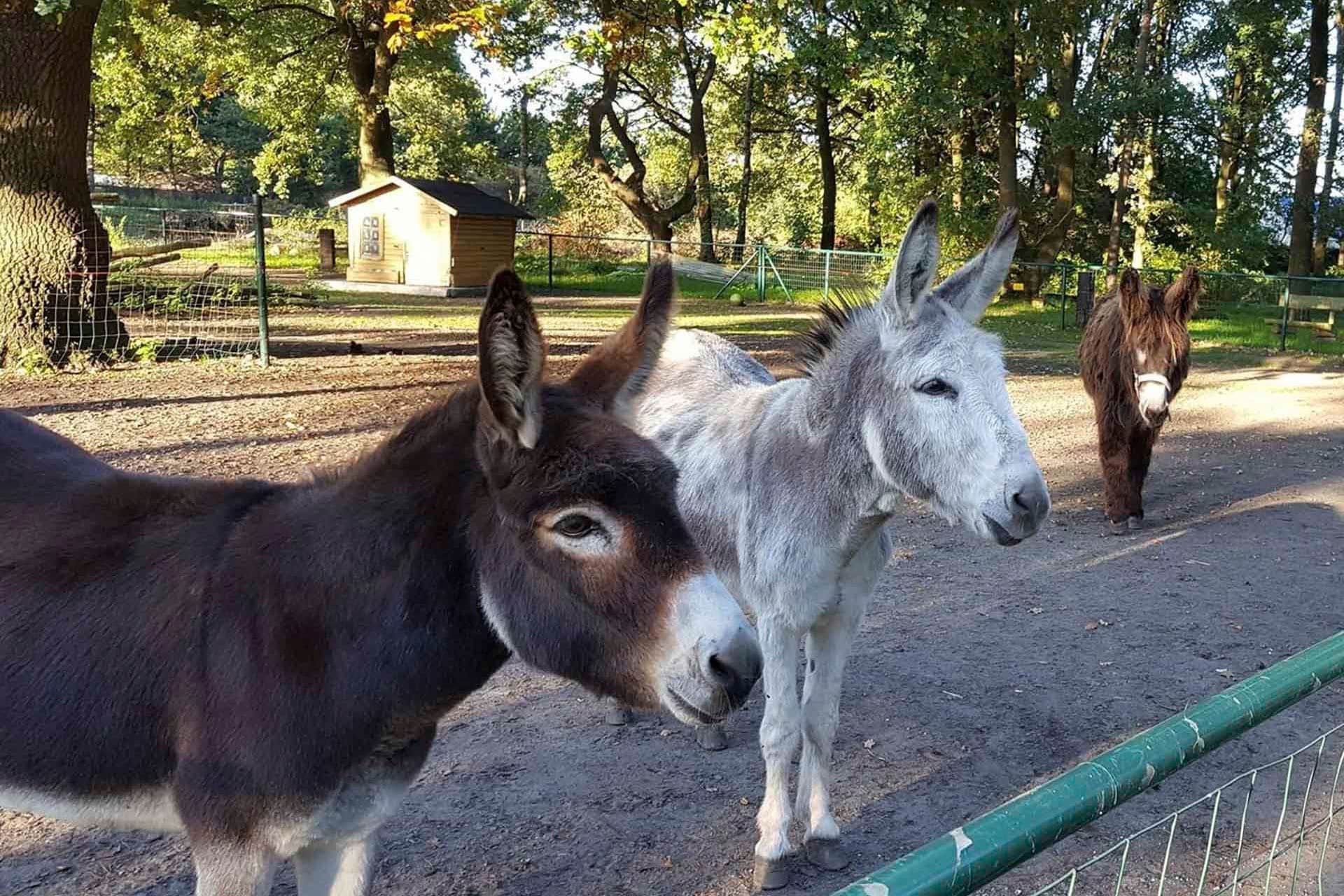 Camping Domein De Schuur