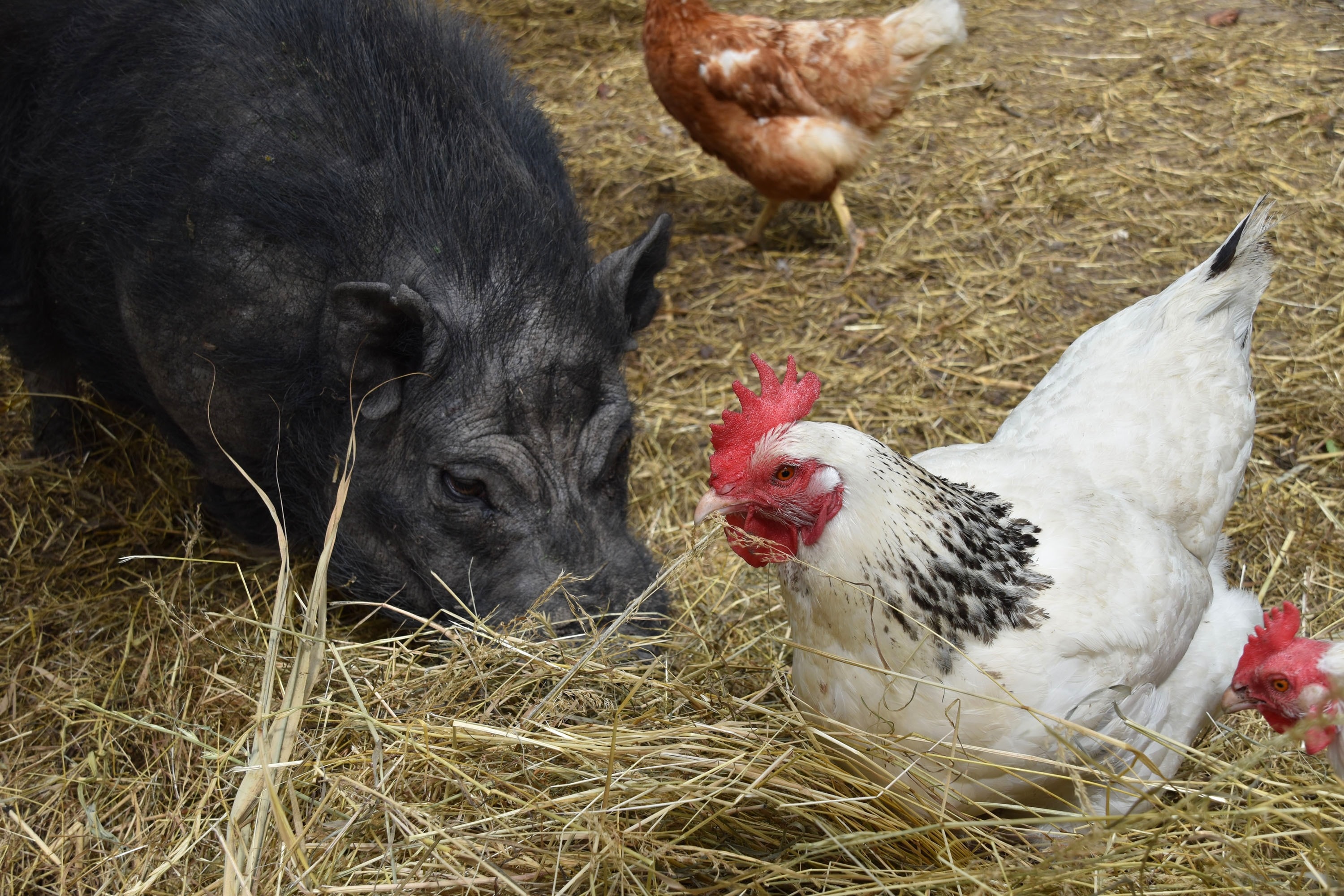 Camping het Stammeland