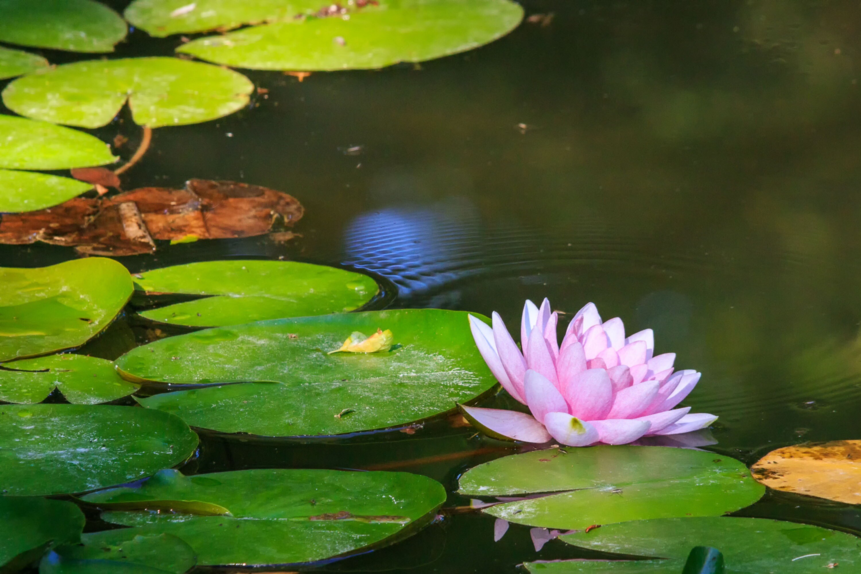 Camping Le Coin Charmant