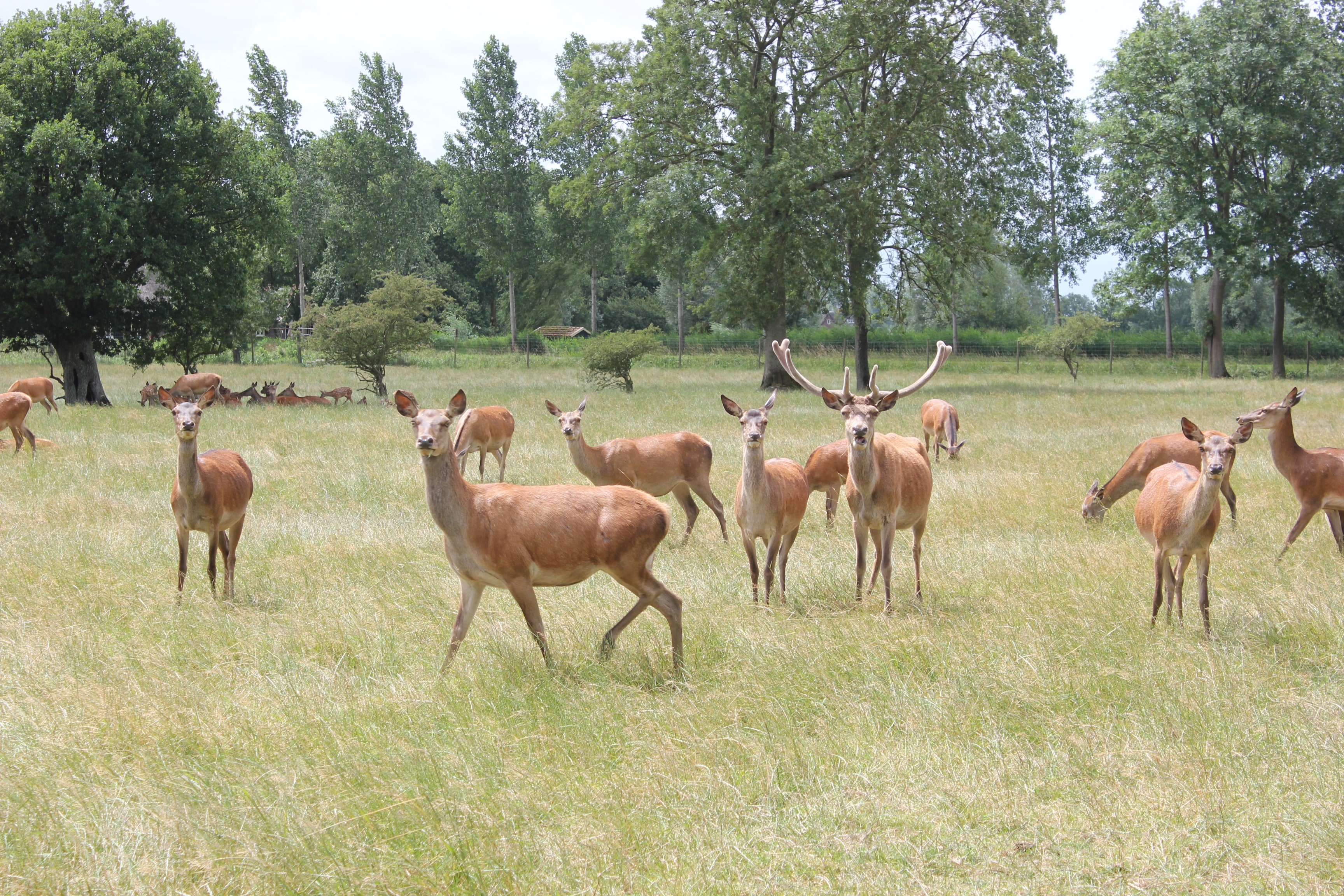 Recreatie- & Hertenboerderij De Weerd