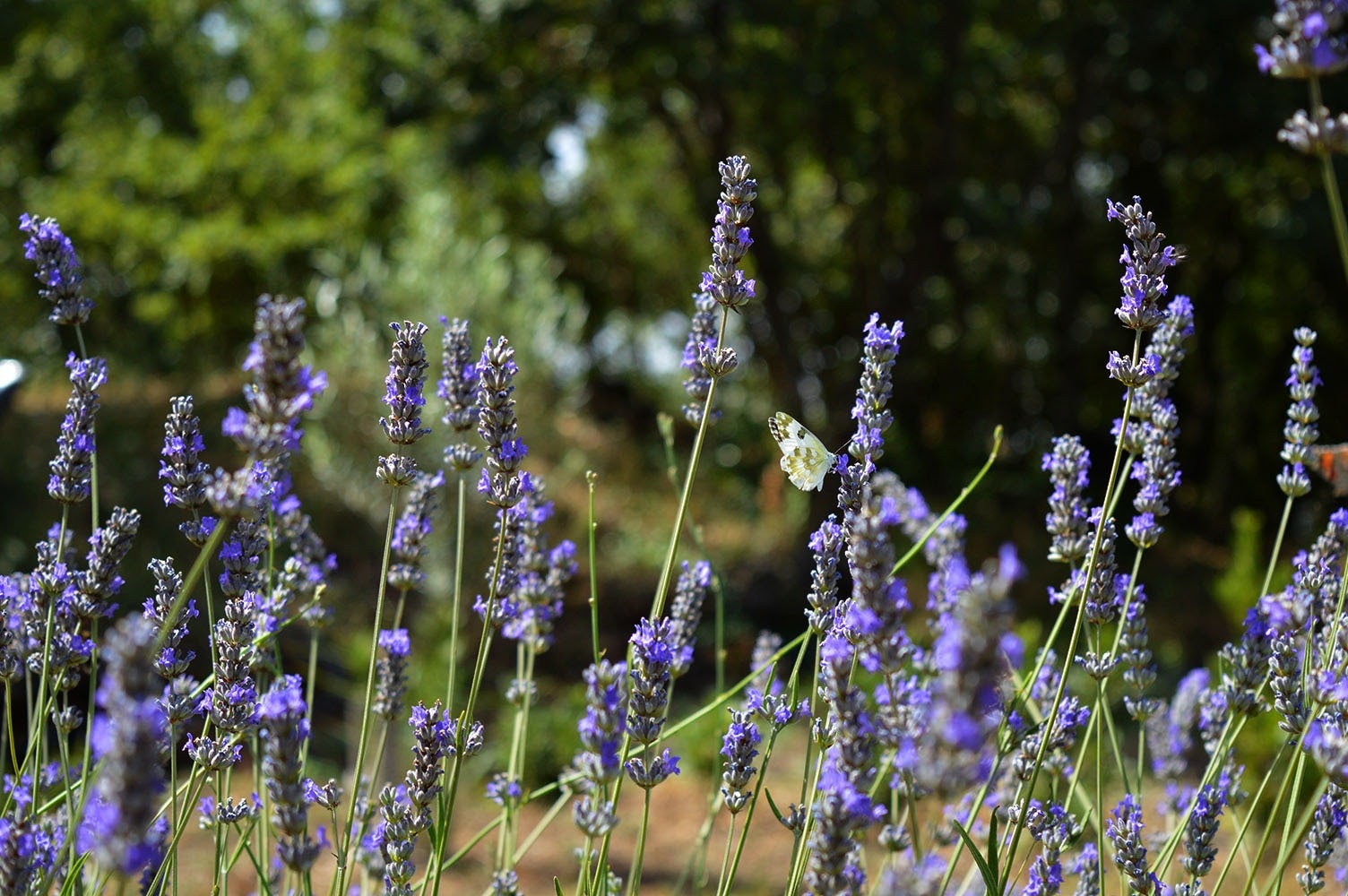 Mons Gibel Camping Park