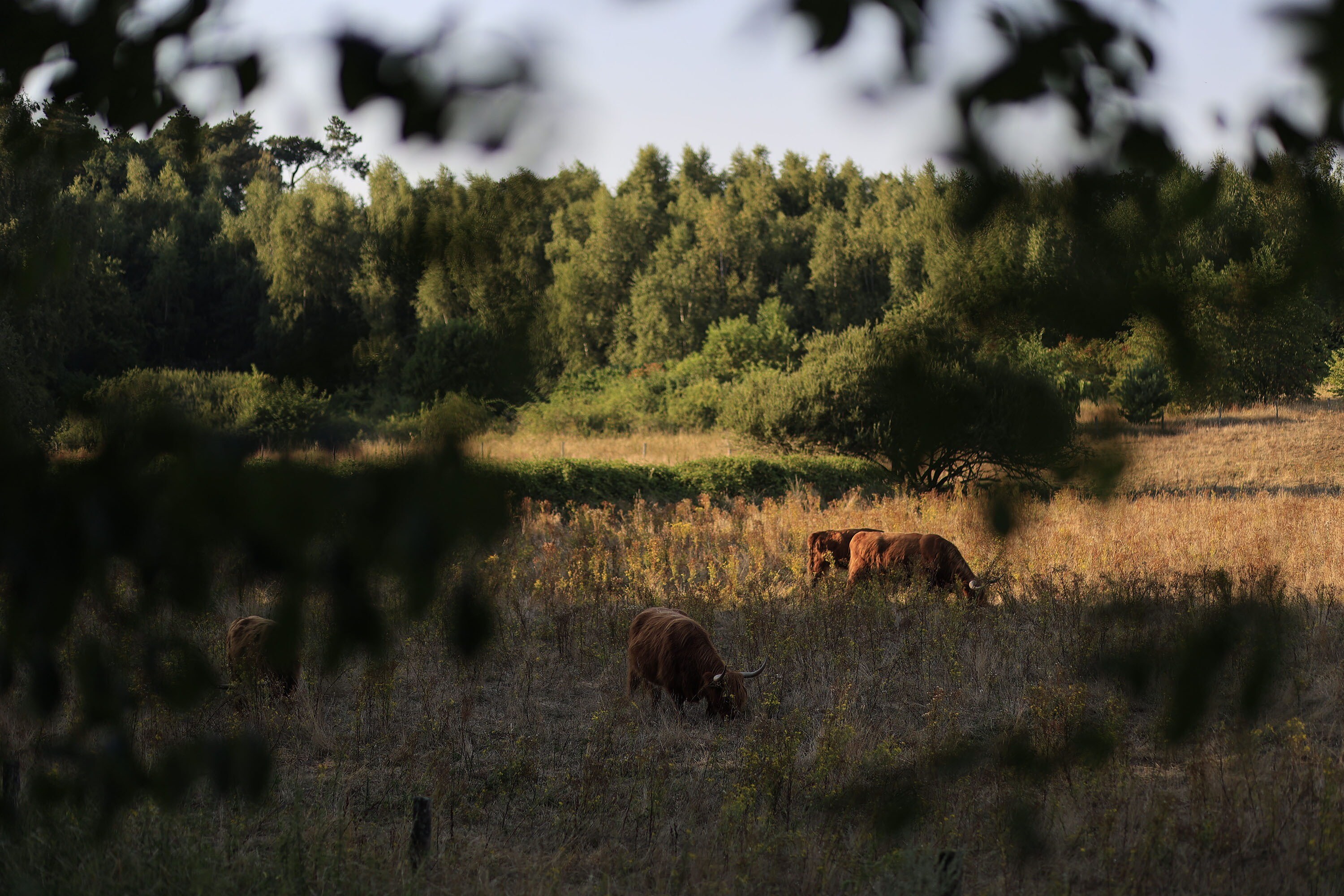 Camping Huttopia De Meinweg