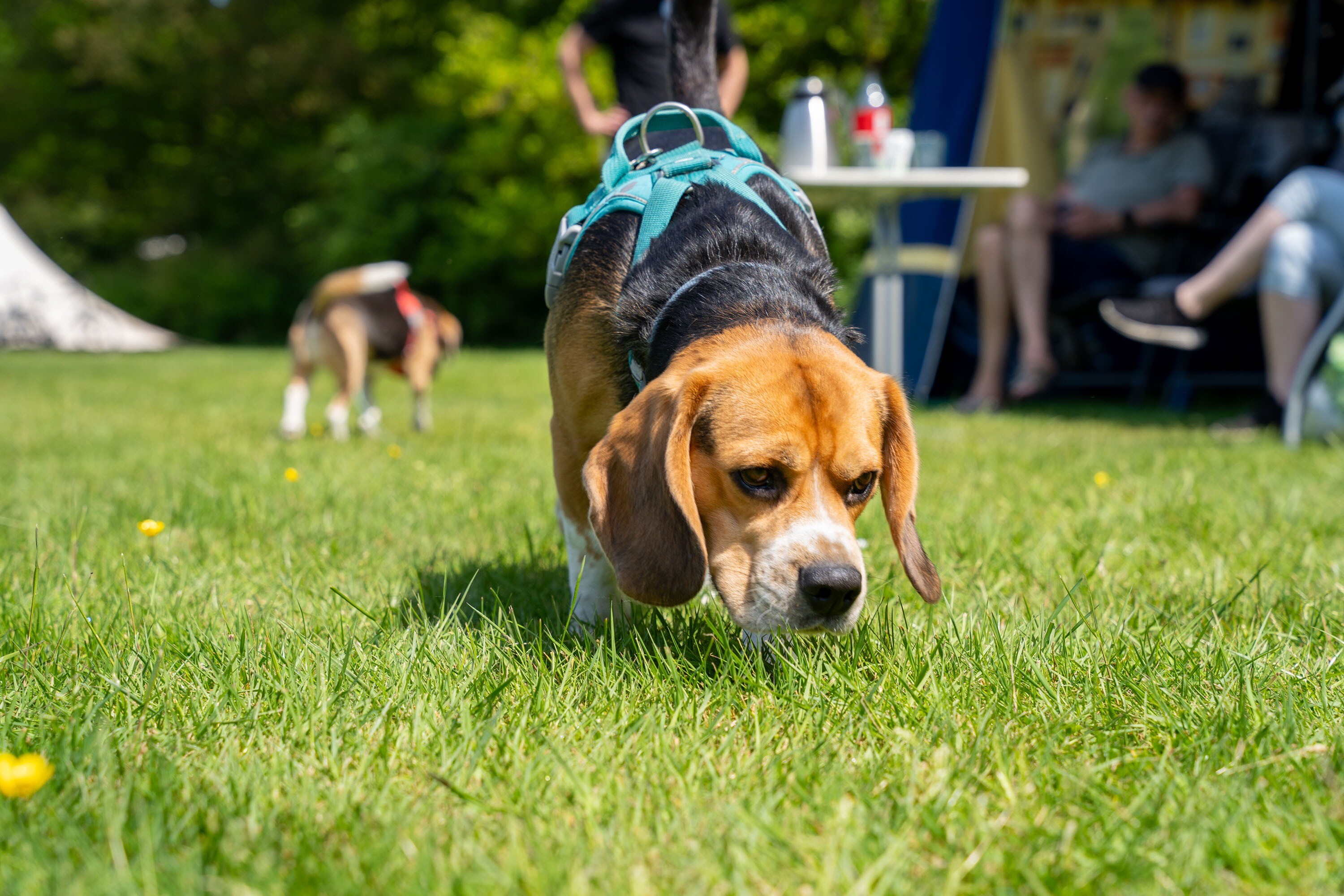 Heidepark Veluwschkarakter