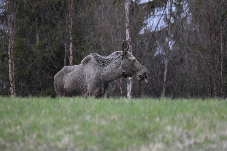 Camping Kallsedets Fjällcenter