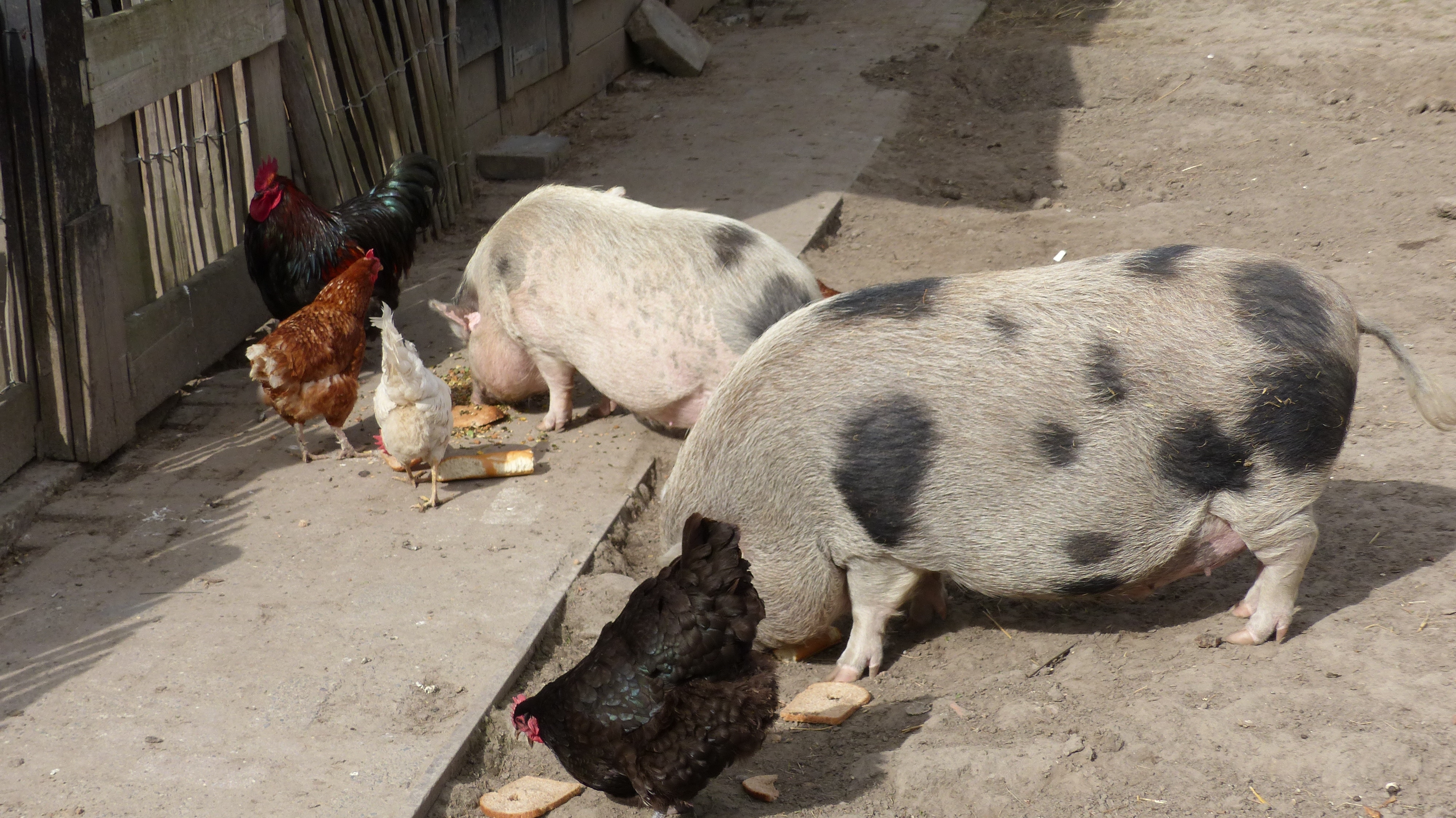 Minicamping de Reekens