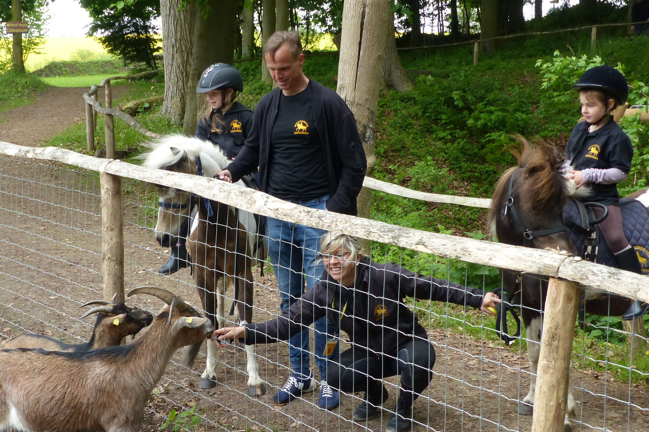 Bernsteinreiter Barth