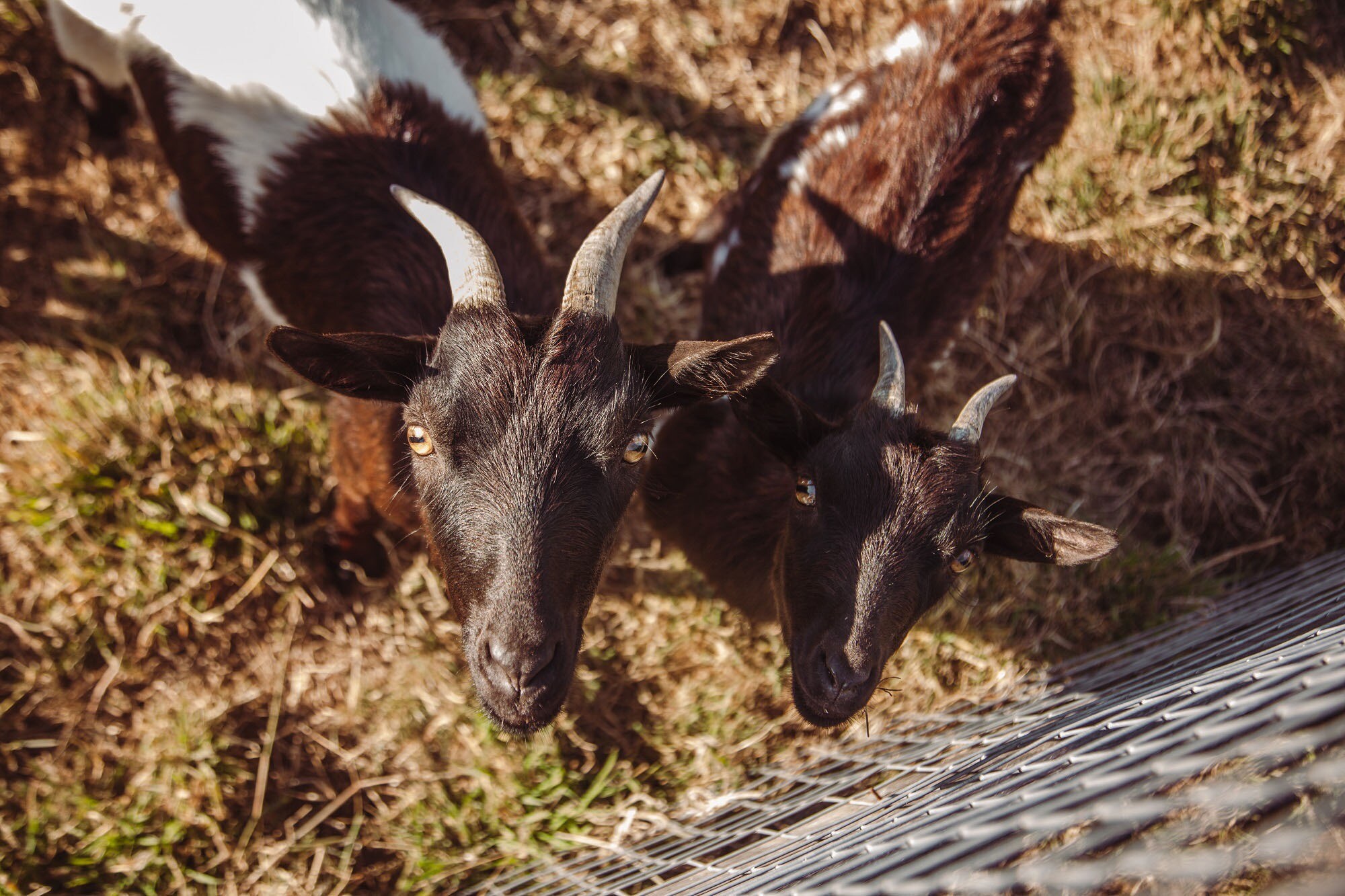 Camping Village de la Guyonnière