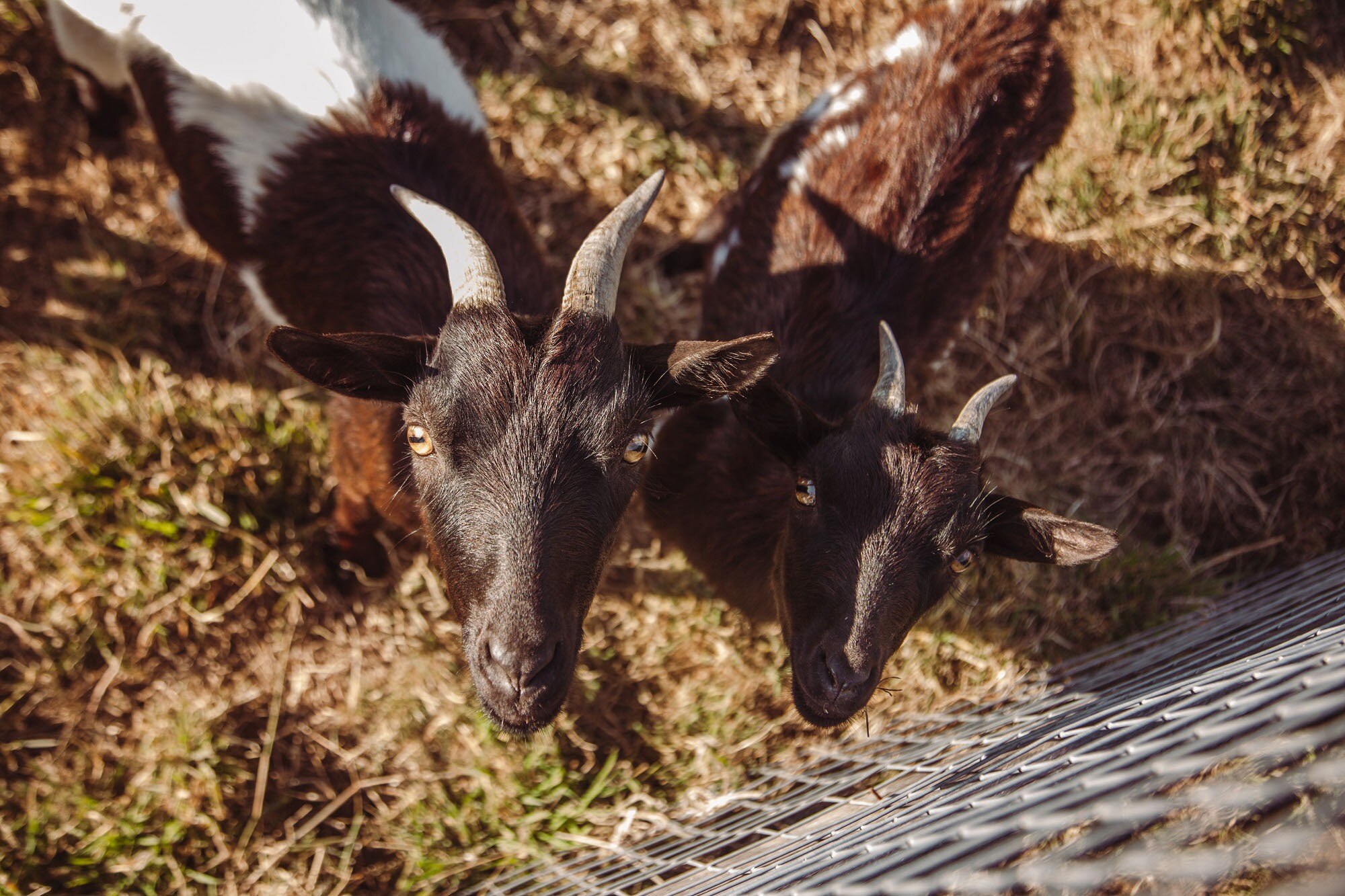 Camping Village de la Guyonnière