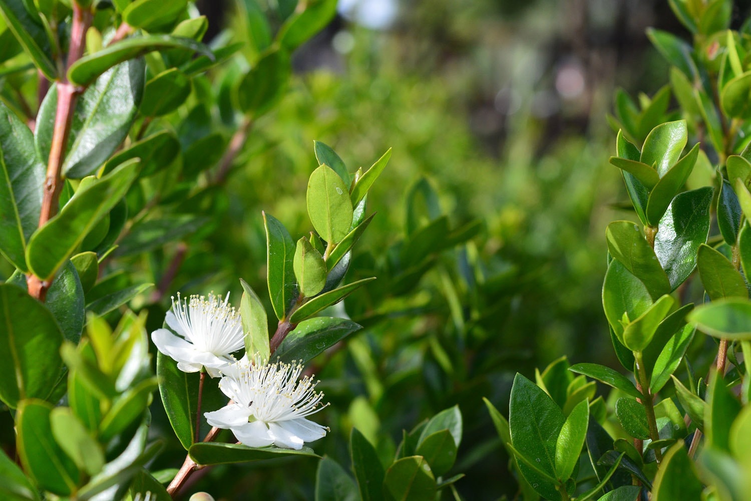 Mons Gibel Camping Park
