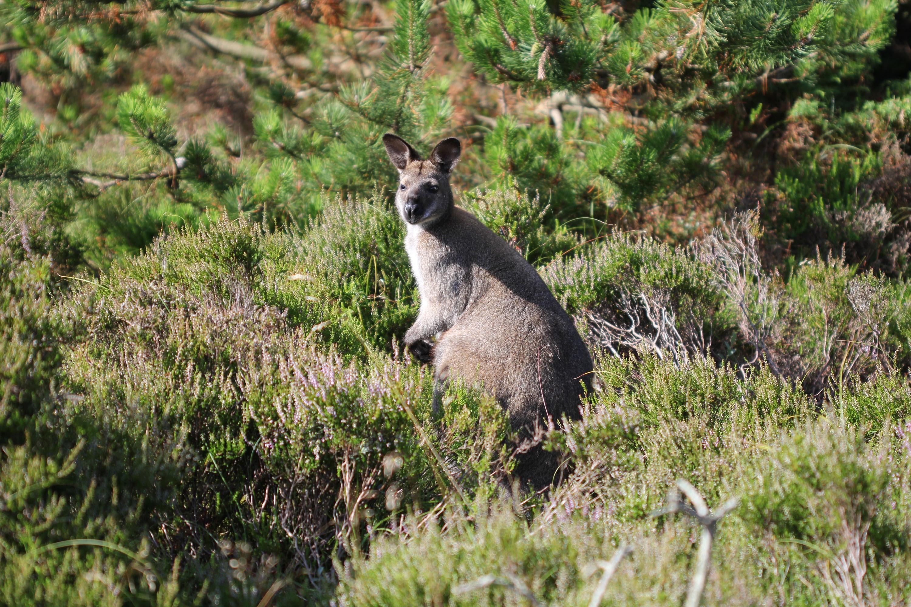 Kattegat Strand Camping