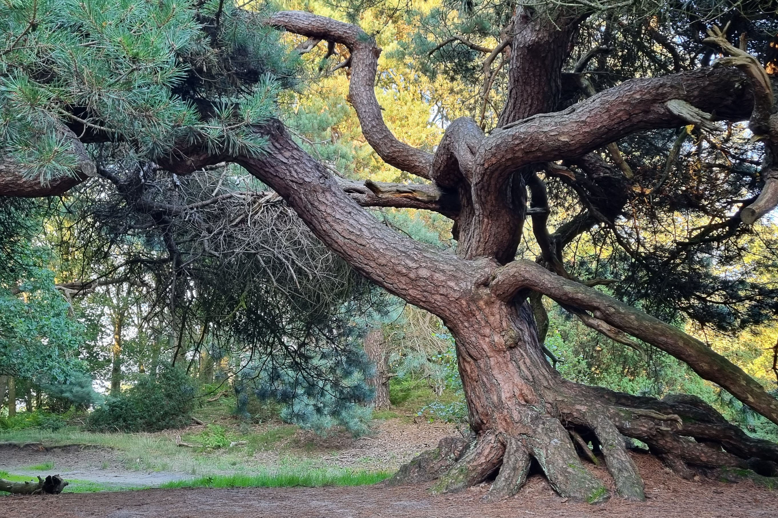 Camping Landgoed Geuzenbos
