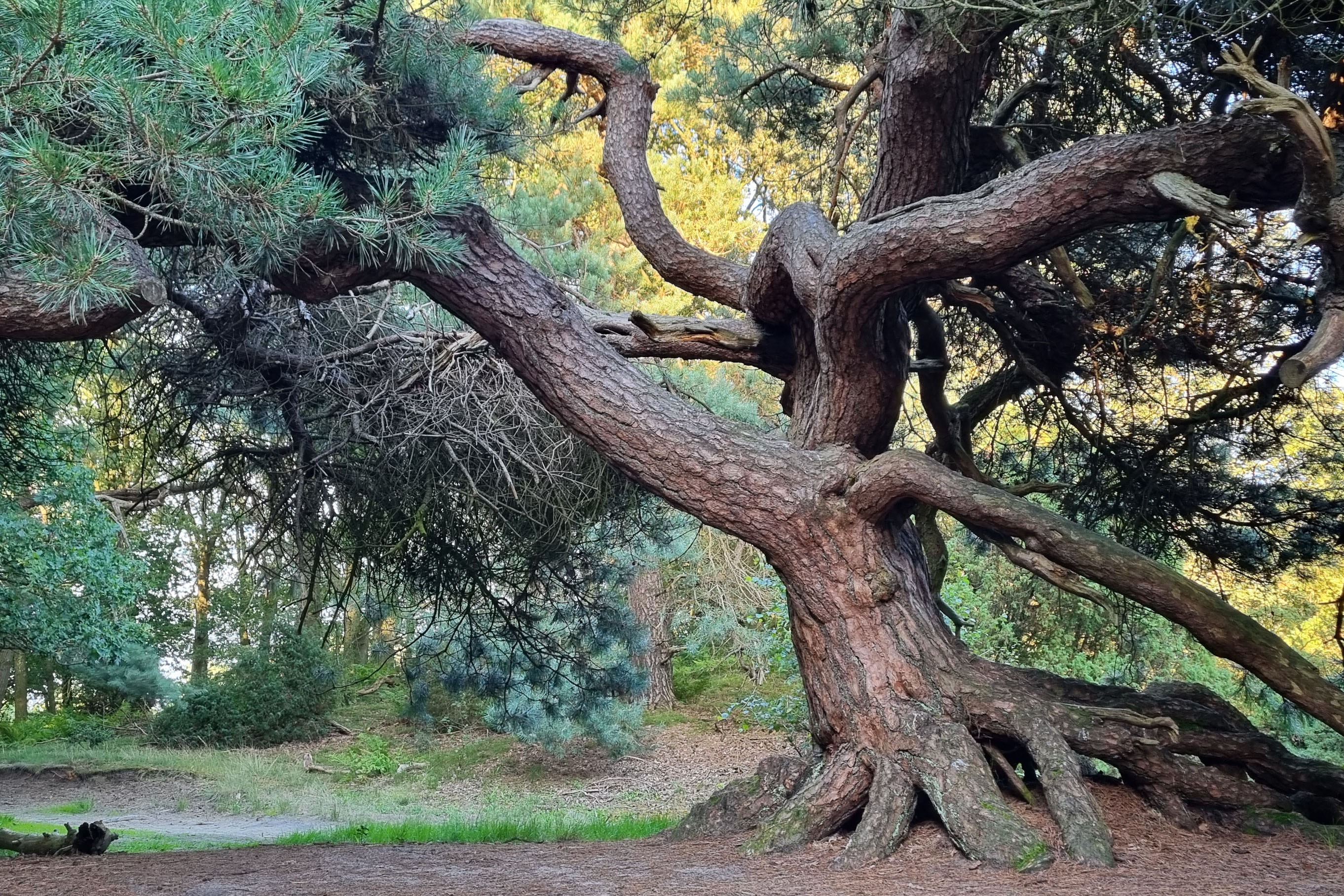 Camping Landgoed Geuzenbos