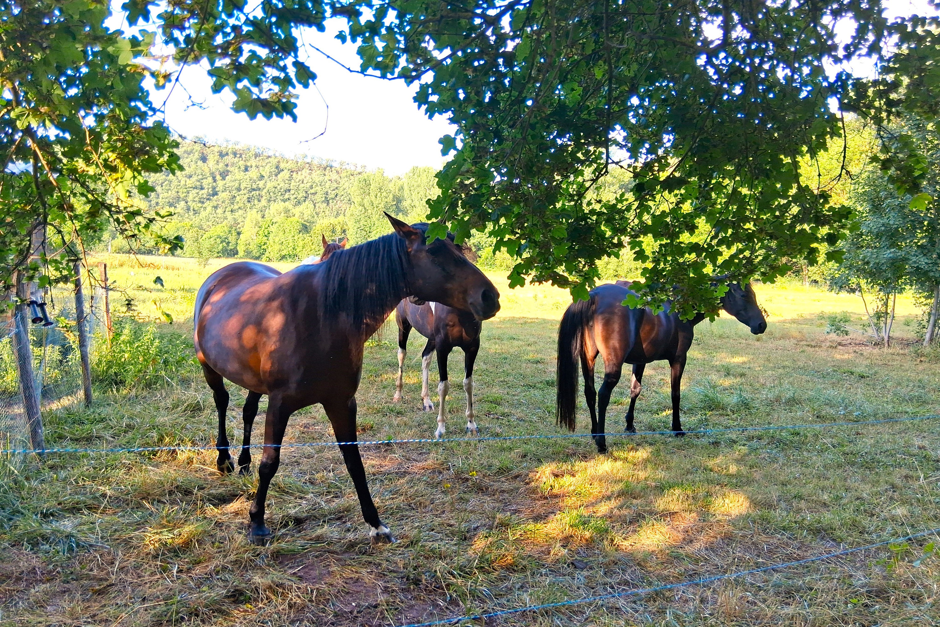 Camping Vert Lavande